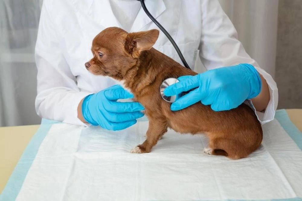 Una campaña europea apoyada por veterinarios pretende concienciar sobre los problemas de salud de los perros miniatura