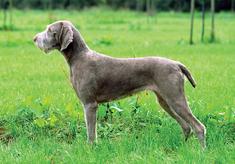 Slovakian Rough-Haired Pointer (Slovak Rough-haired)