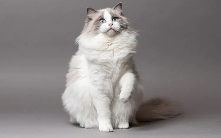 RAGDOLL