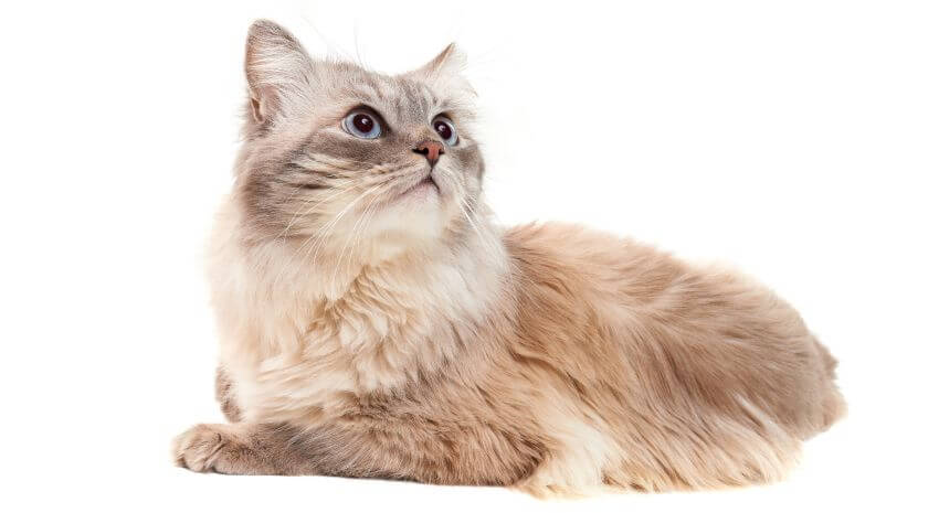 TIFFANIE / ASIAN LONGHAIR