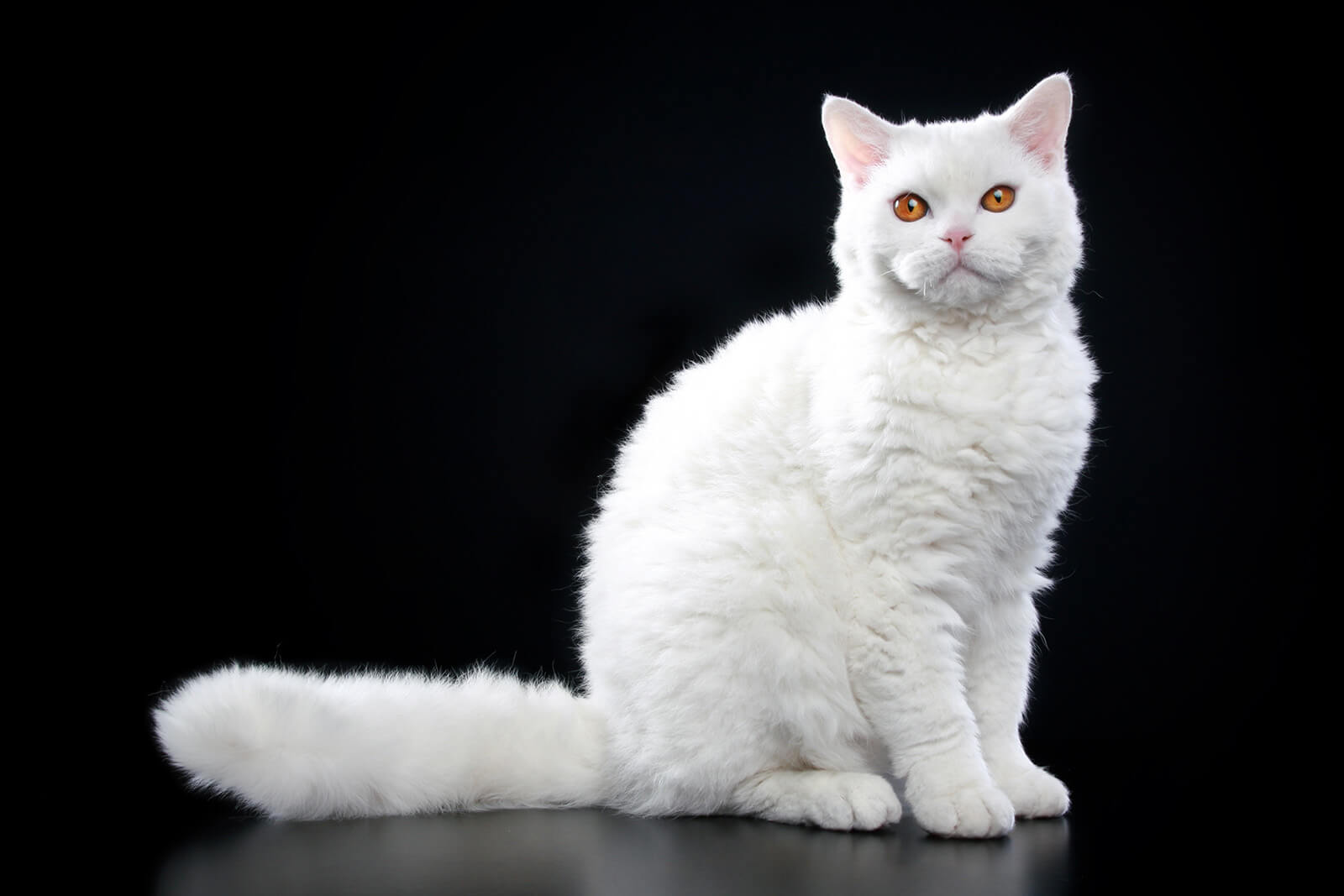 SELKIRK REX SHORTHAIR