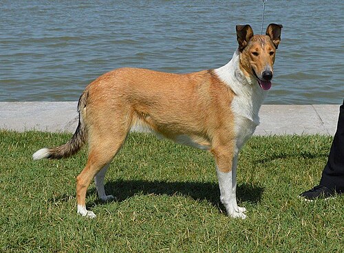 Collie (Smooth Collie)