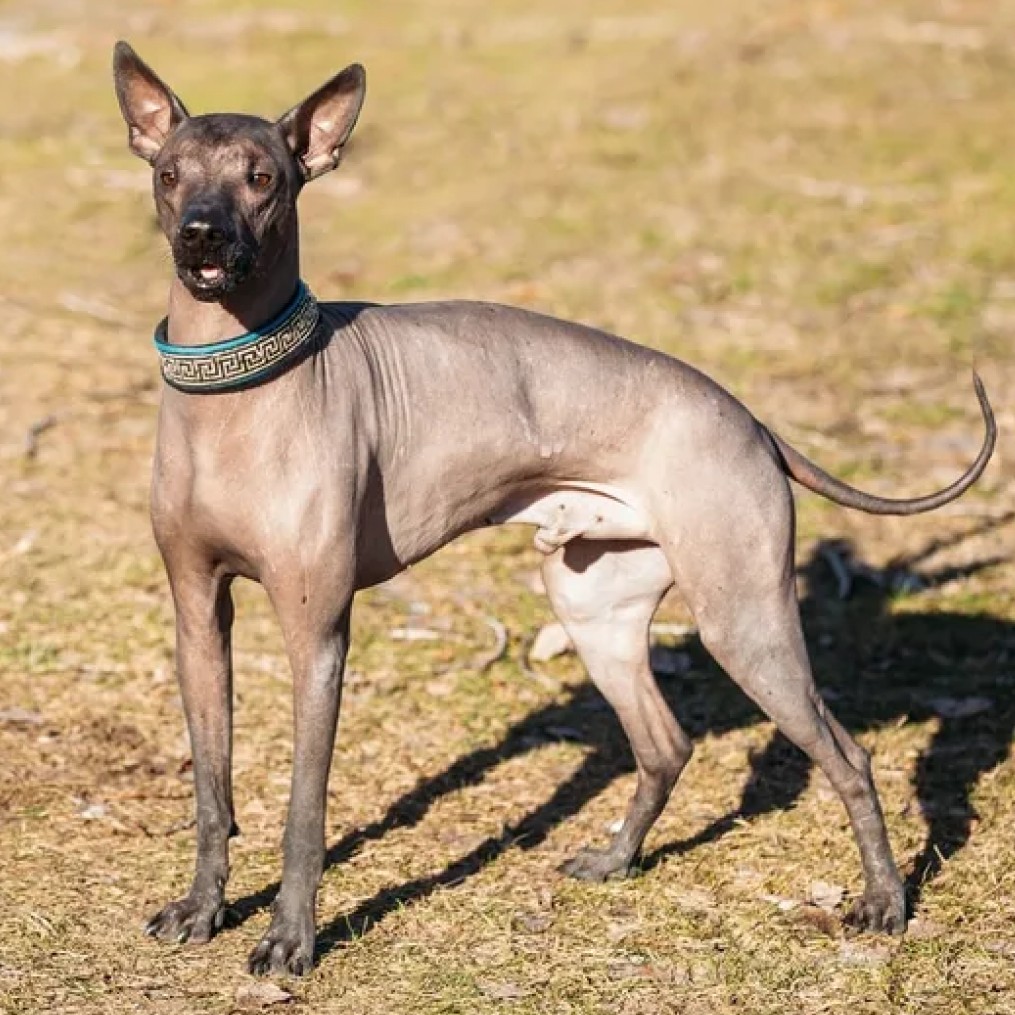 Peruvian Inca Orchid (Hairless)