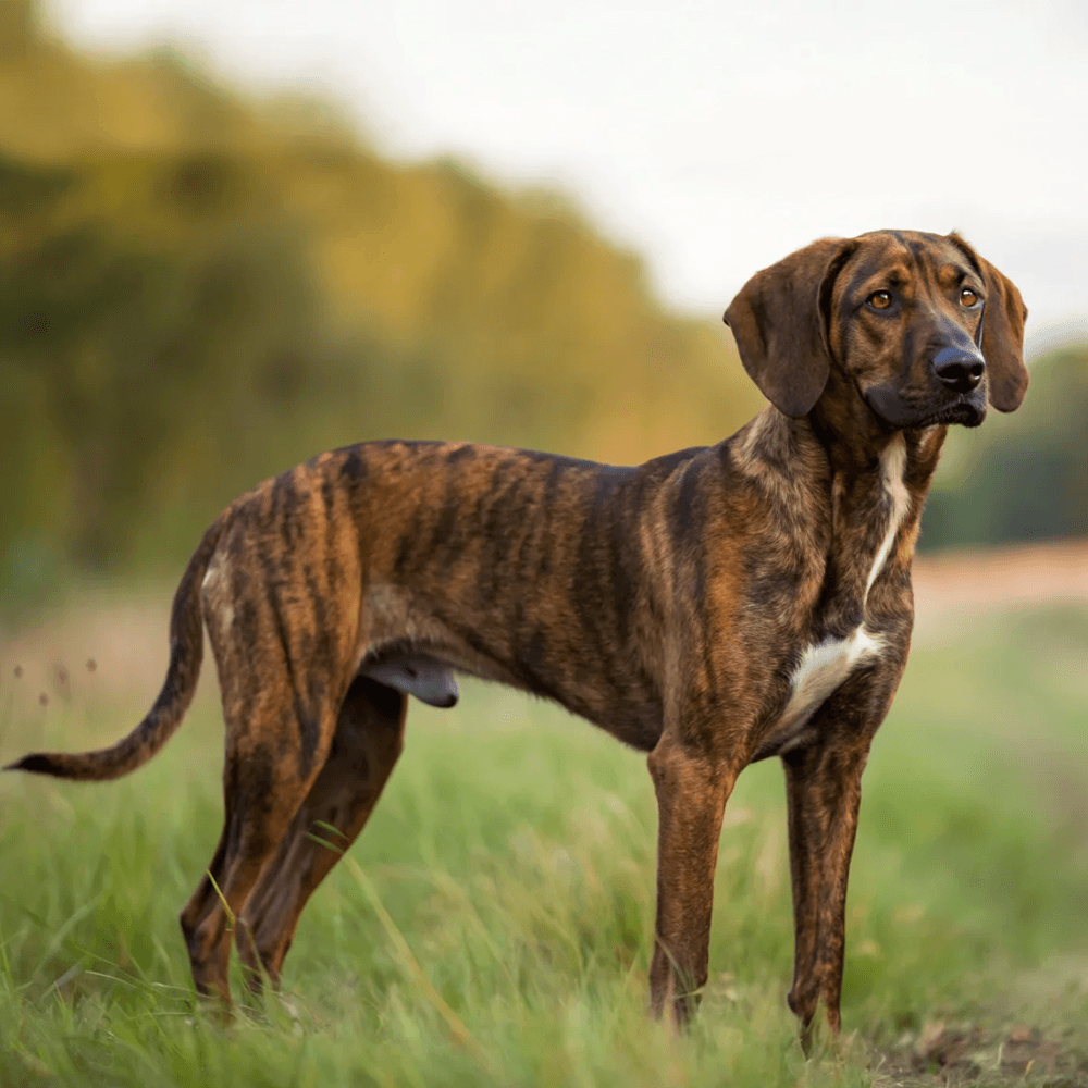 Plott Hound