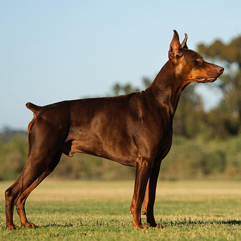 Doberman Pinscher