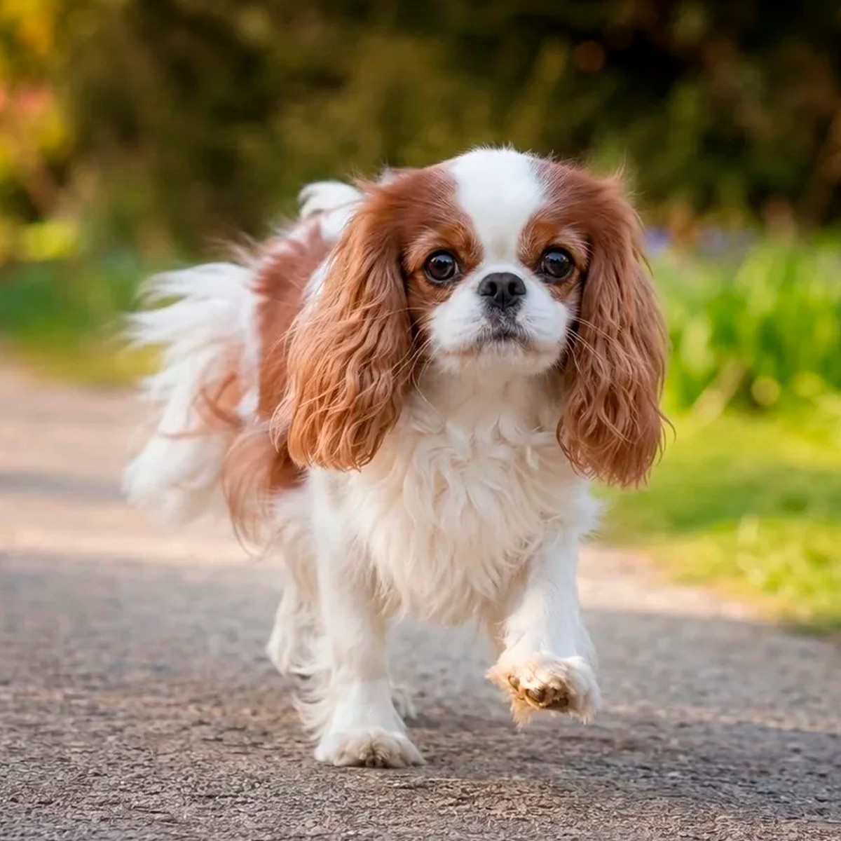 English Toy Spaniel